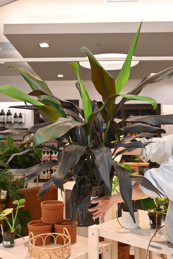 Cordyline Black Magic