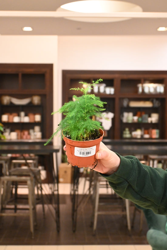 Plumosa Fern