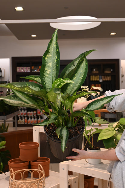 dieffenbachia panther care Dieffenbachia Panther – Lost in the Forrest