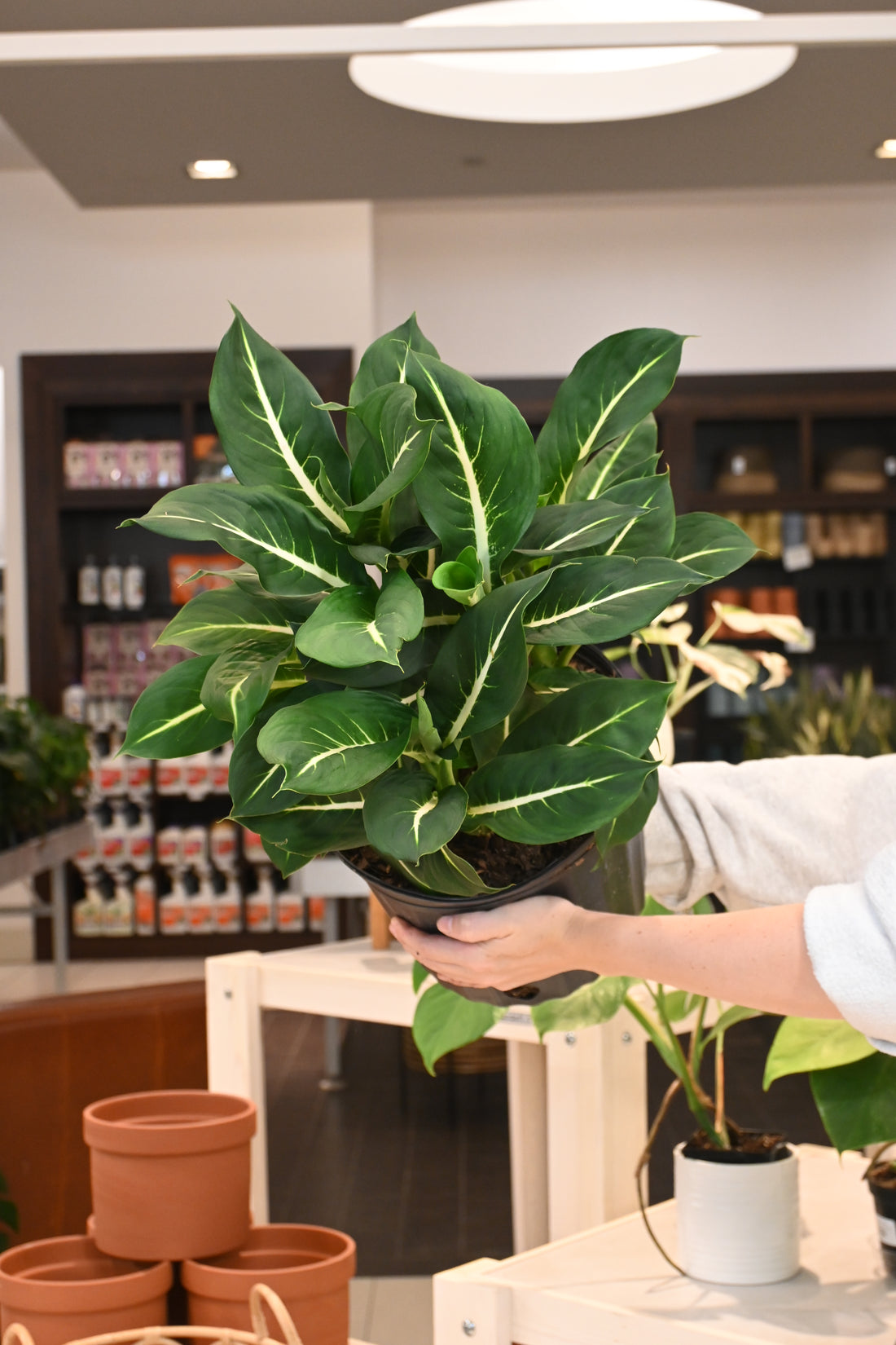Dieffenbachia Green Magic