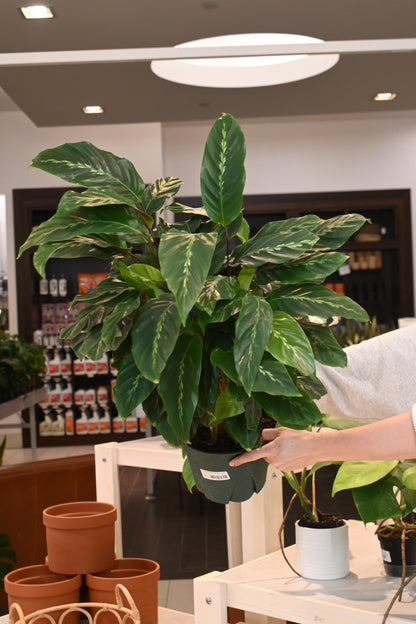 Calathea Maui Queen