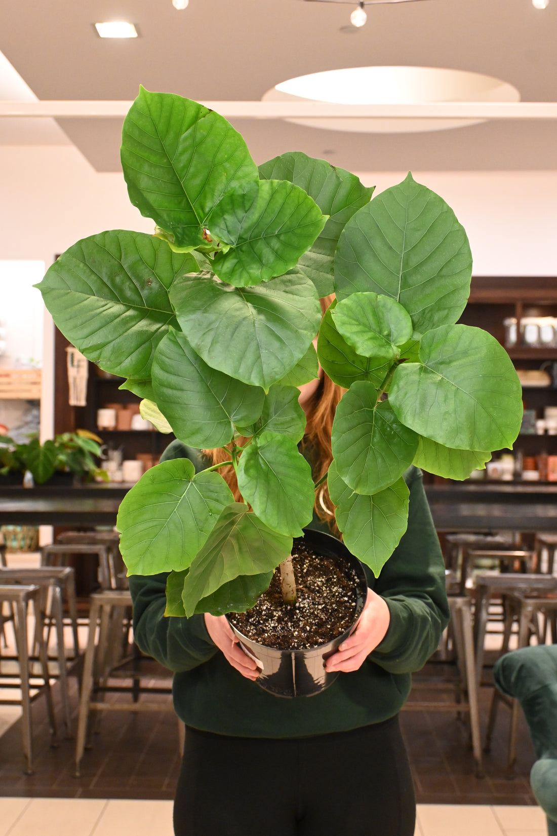 Ficus Umbellata *no shipping*