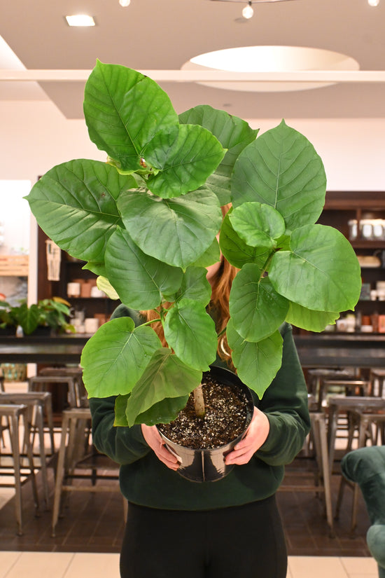 Ficus Umbellata *no shipping*