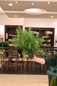 Rosemary