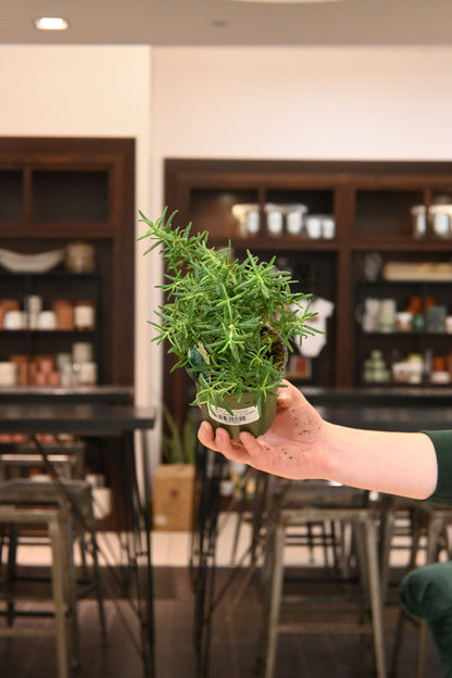 Rosemary
