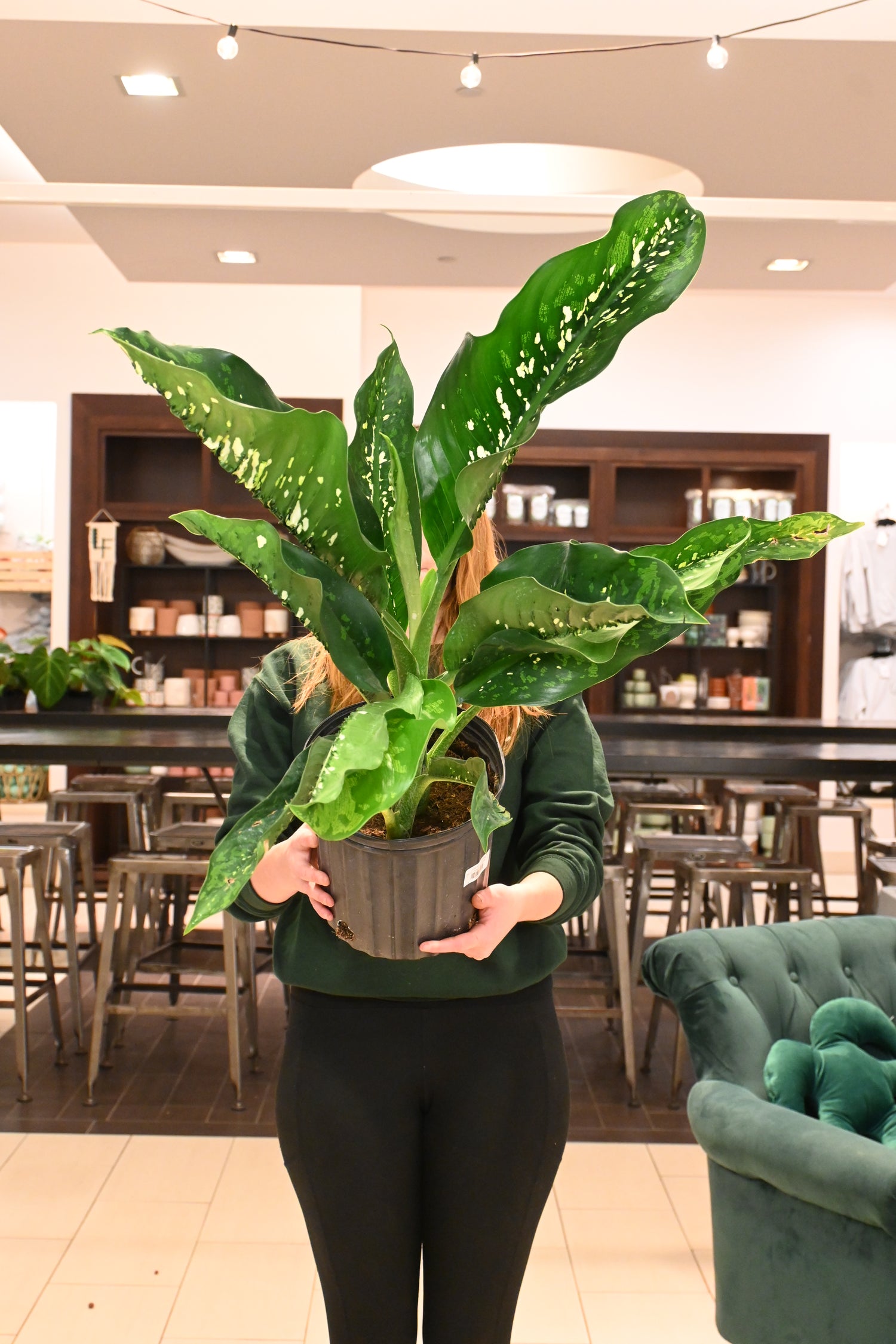 dieffenbachia ableger Dieffenbachia Crocodile – Lost in the Forrest