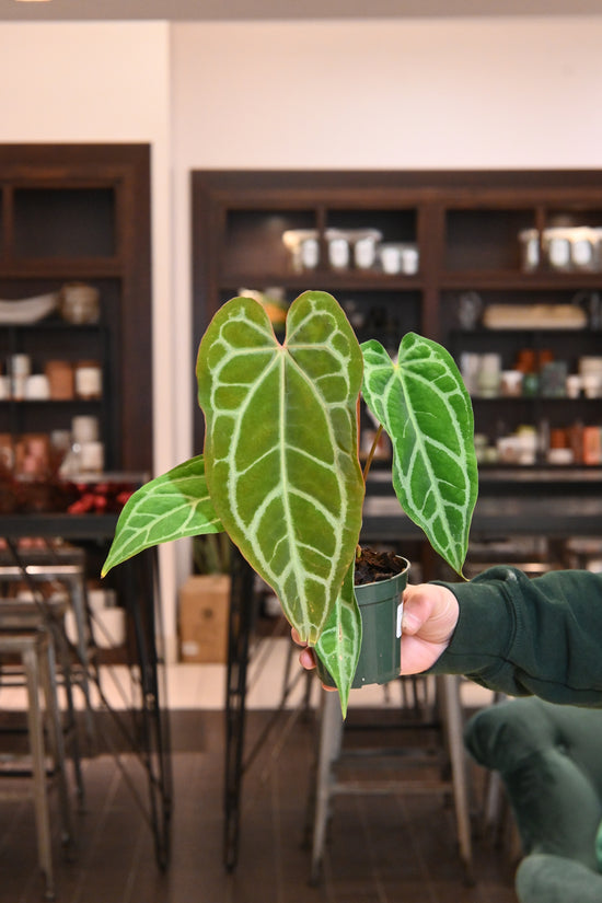 Anthurium Shelby&