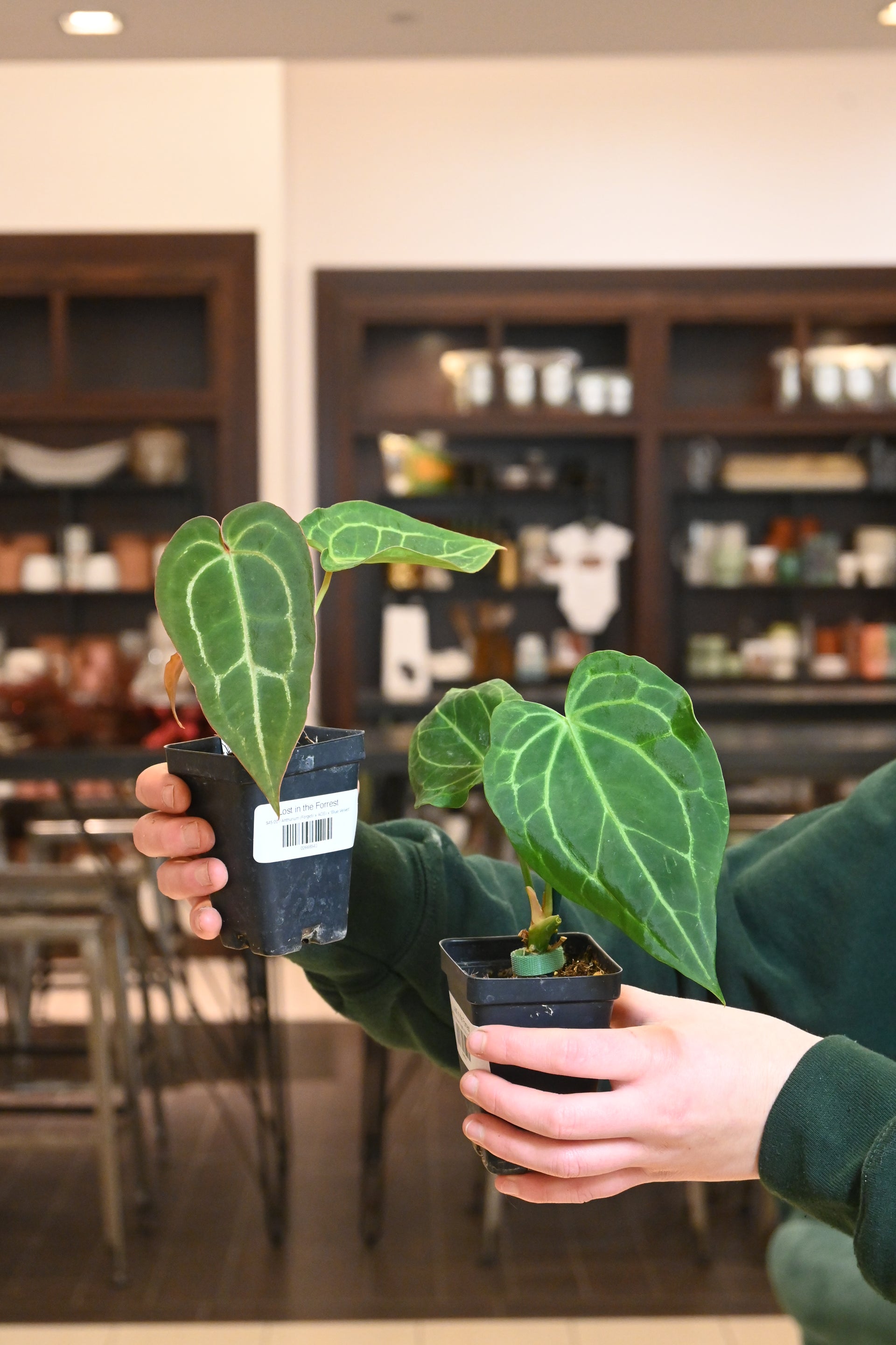 Anthurium (Forgetii x AOS) x 'Blue Velvet' – Lost in the Forrest