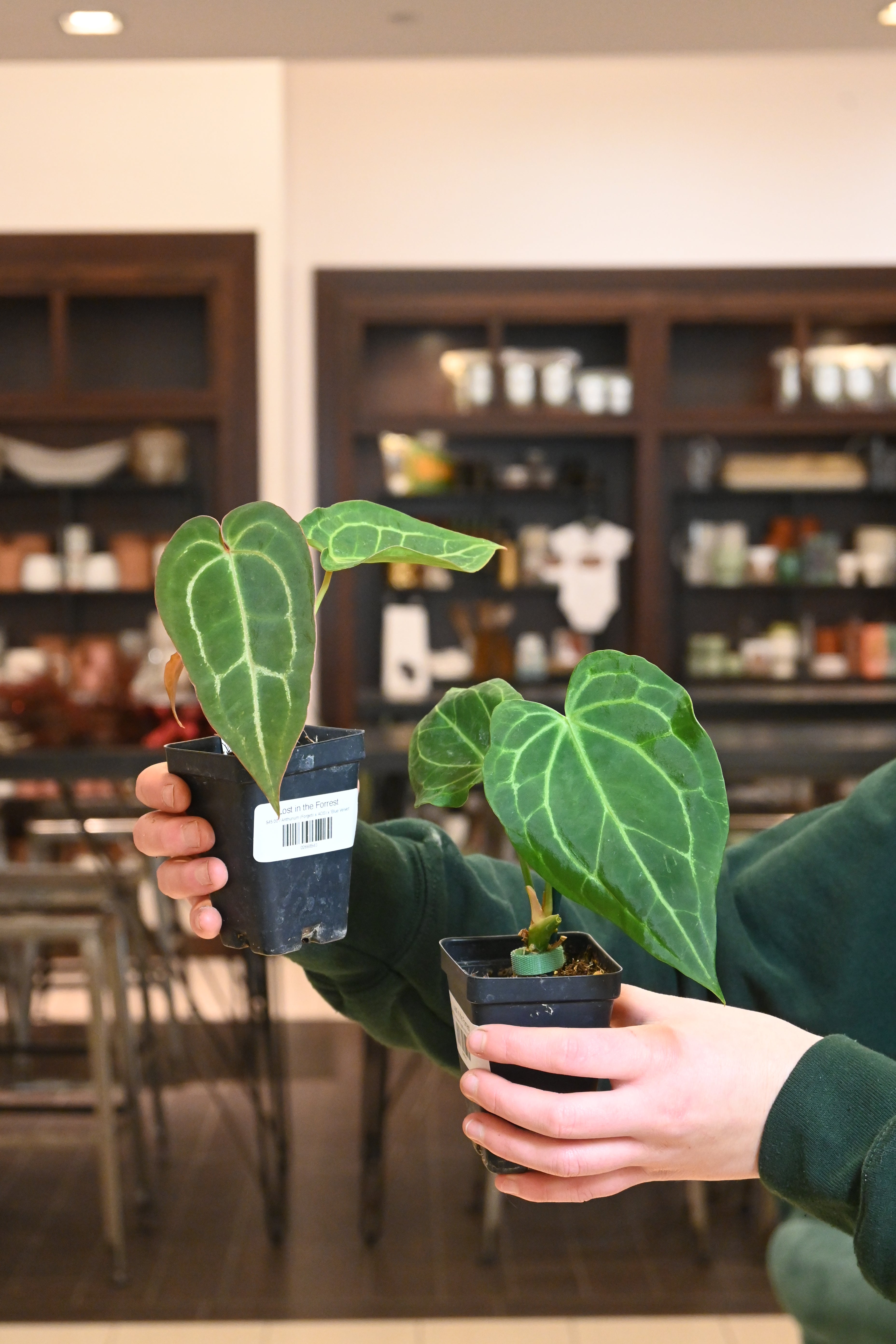 Anthurium (Forgetii x AOS) x &