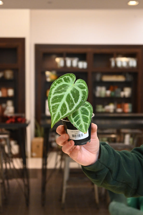 Anthurium Dorayaki x (SKG Pink Lemonade x Red Crystal)