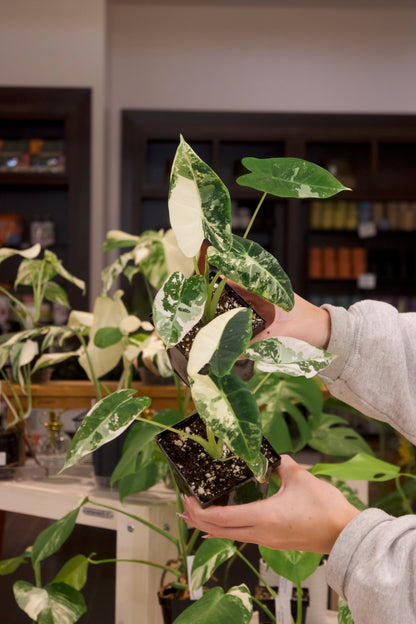 Alocasia Frydek Variegated