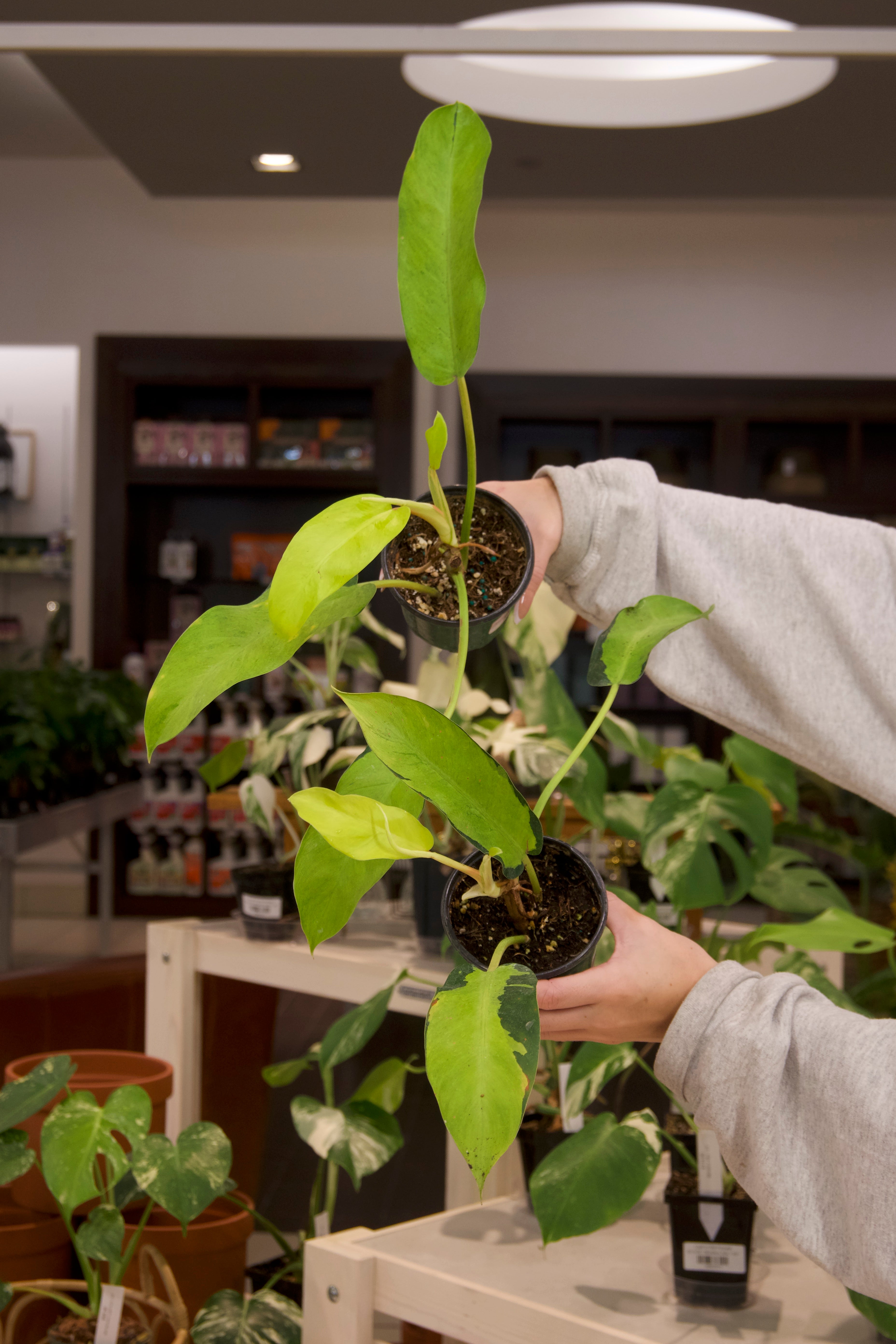 Philodendron Thai Sunrise