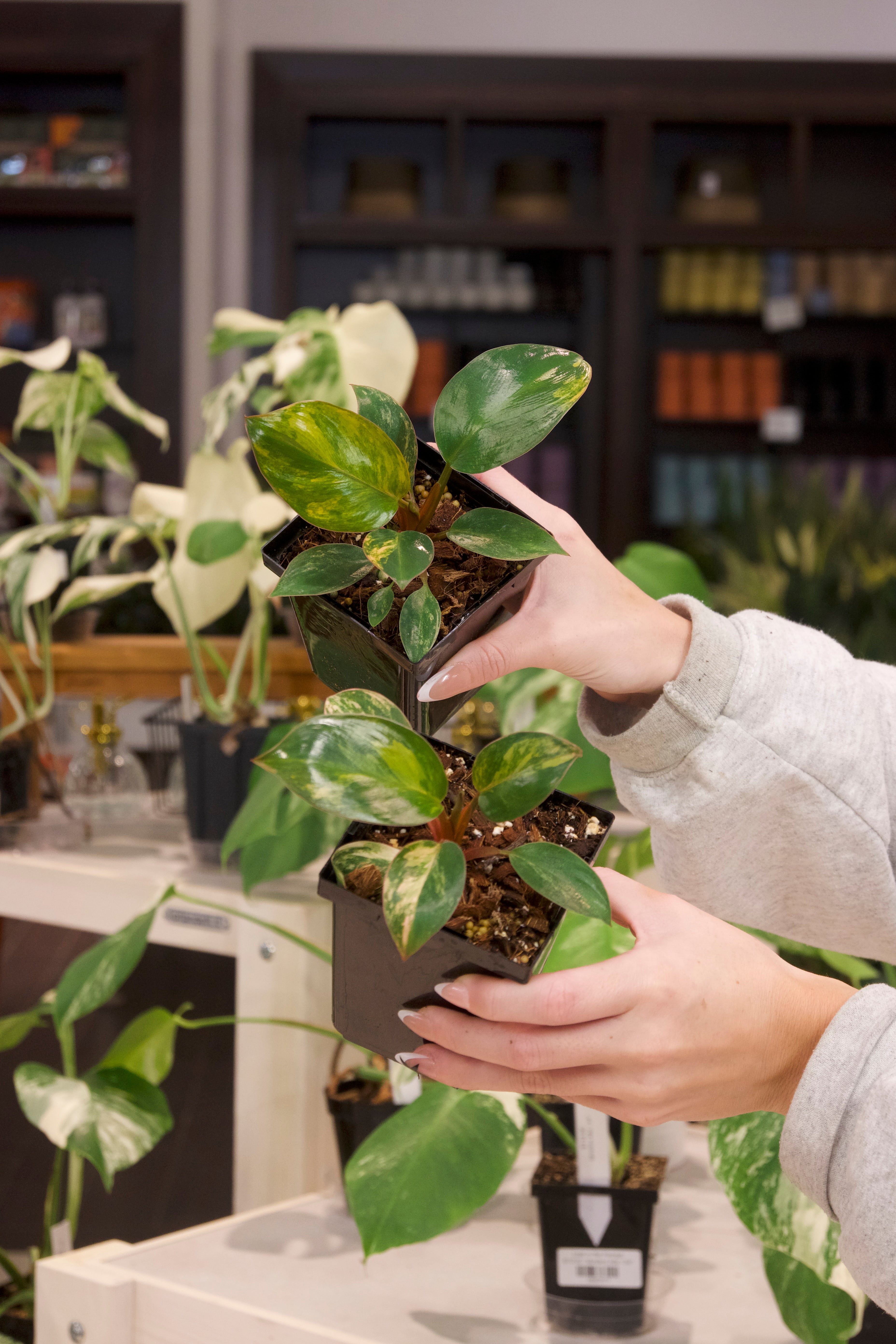 Philodendron Rojo Congo Variegated
