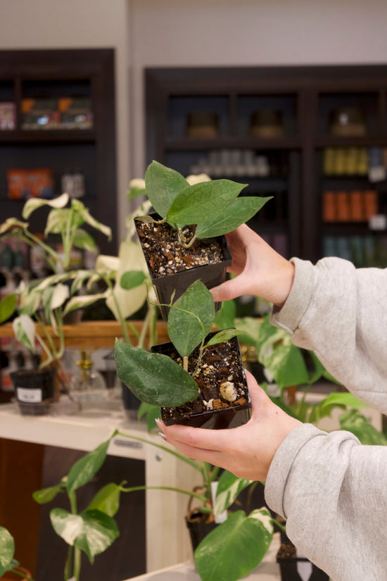 Hoya Tequila Sunrise