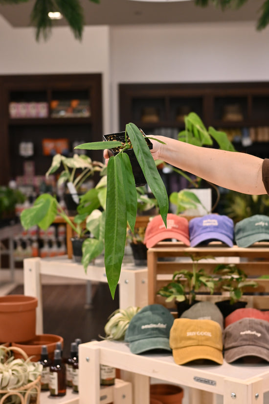Anthurium Pallidiflorum Narrow x Regular