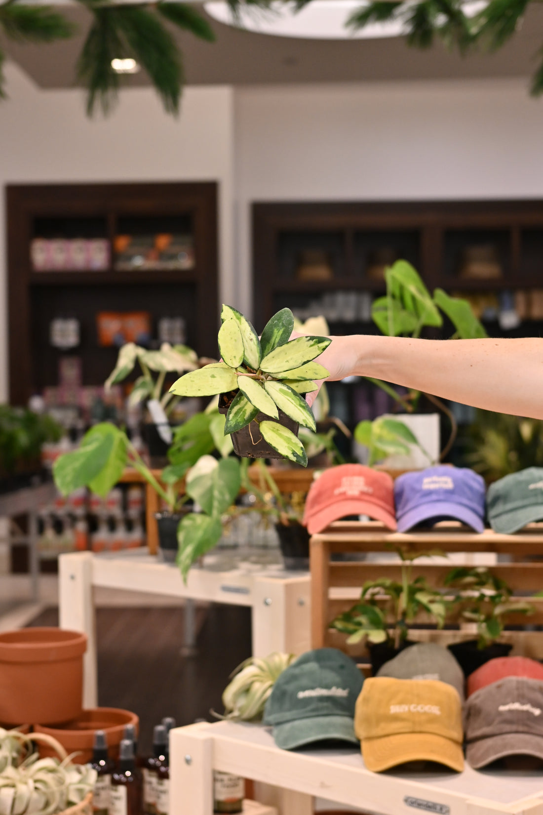 Hoya Acuta Inner Variegated