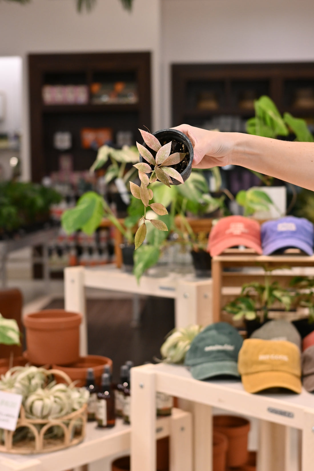 Hoya Lacunosa Laos &