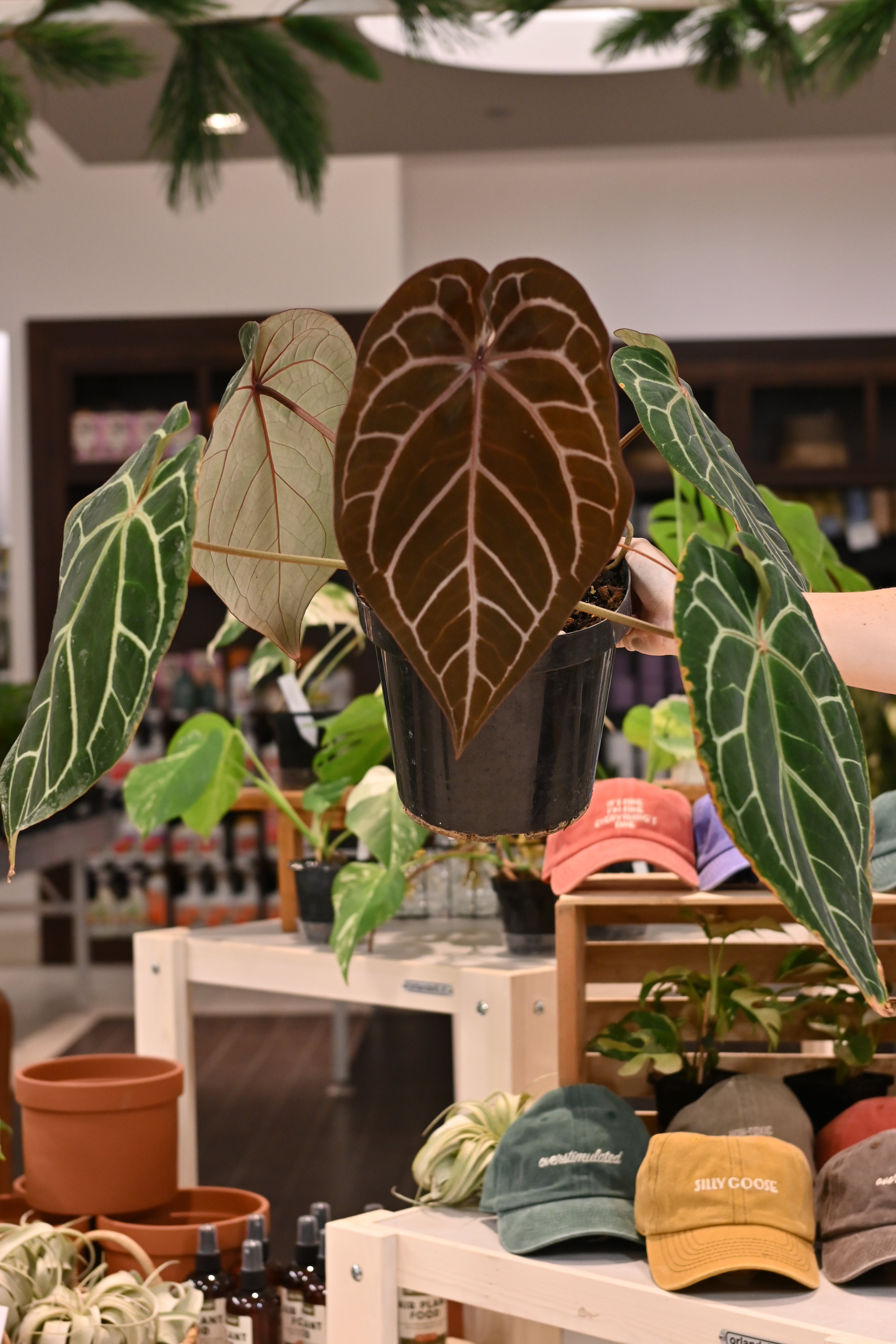 Anthurium Doc Block Hybrids