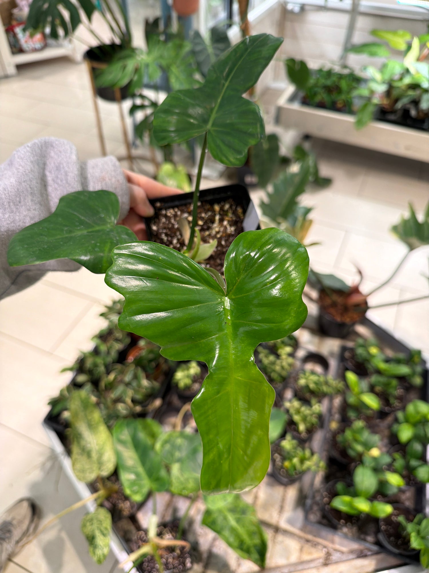Philodendron Florida Beauty X Mayoii