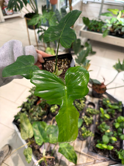 Philodendron Florida Beauty X Mayoii