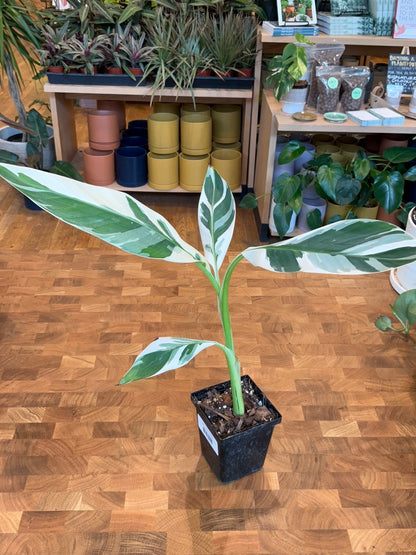 Musa "Florida Variegated" Banana