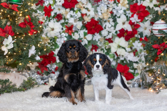 Pet Photography Mini Sessions - December 1st