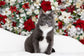 Pet Photography Mini Sessions - December 1st