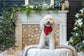 Pet Photography Mini Sessions - December 1st