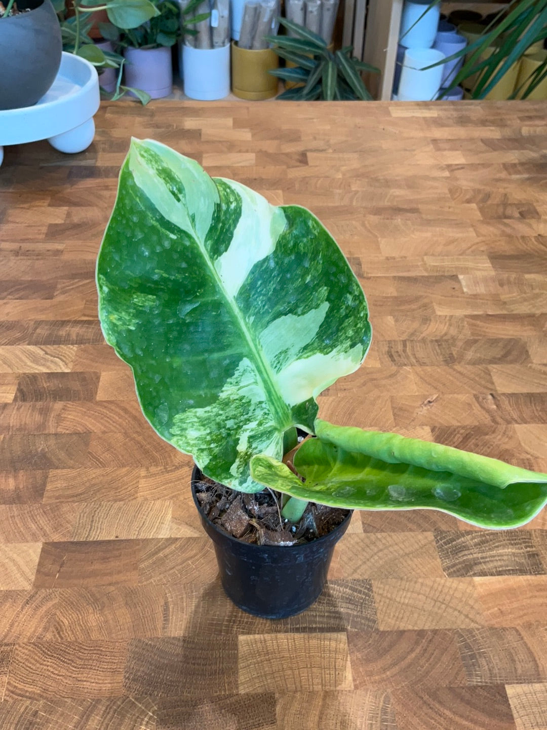 Philodendron Moonlight Variegated