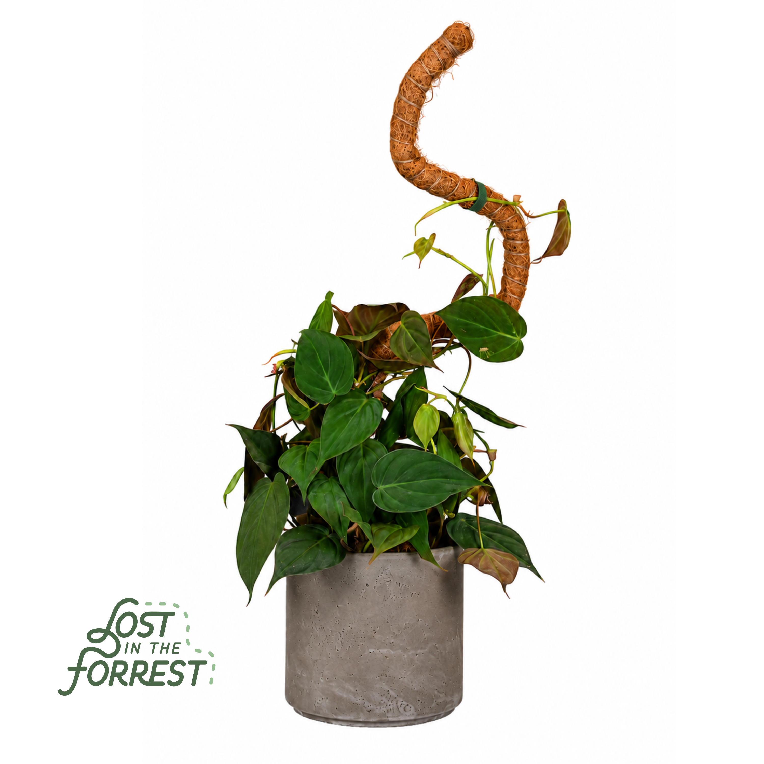 Flexible Plant Support Pole