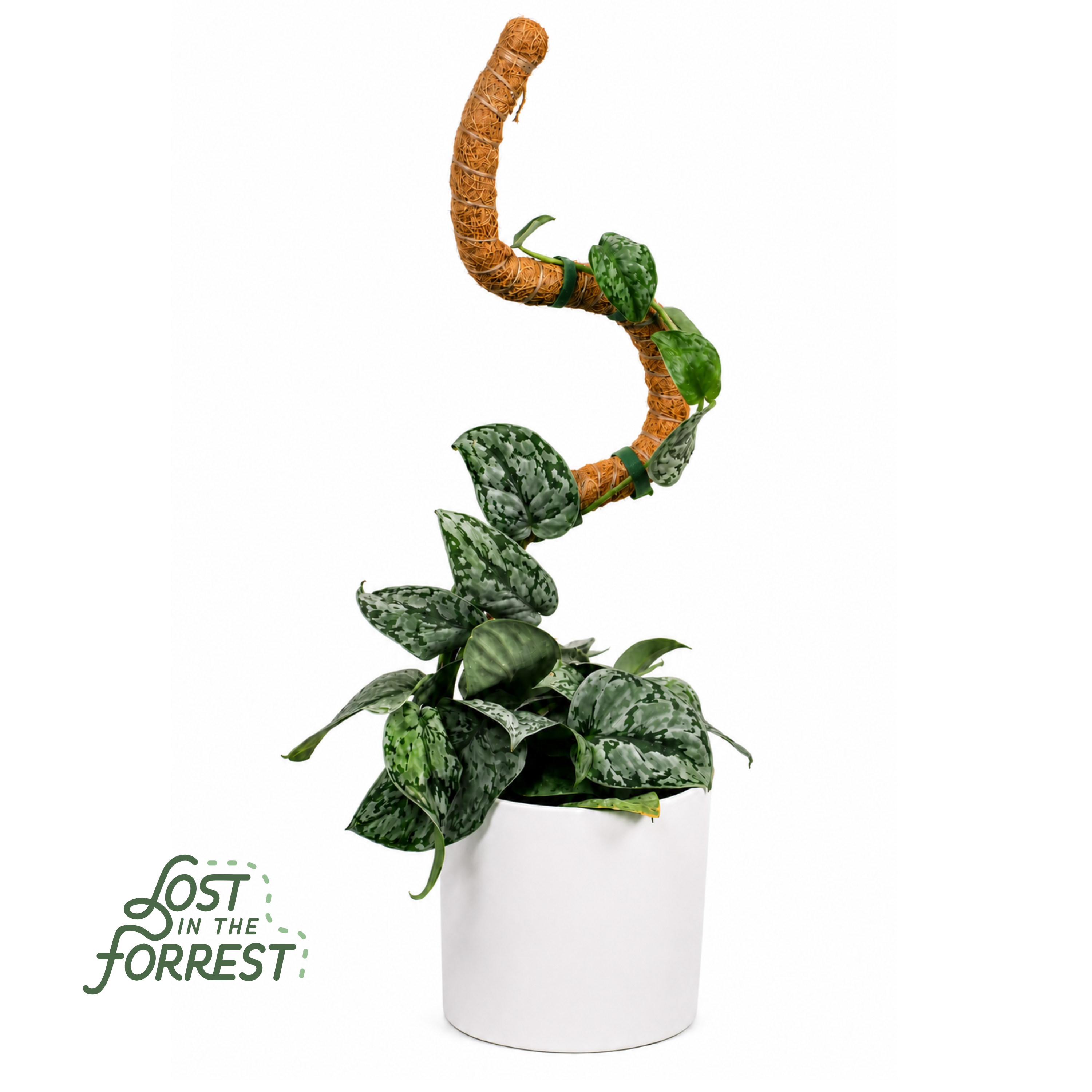 Flexible Plant Support Pole