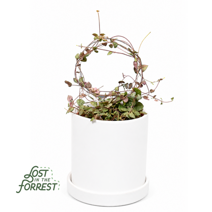 Glassvine Hoop