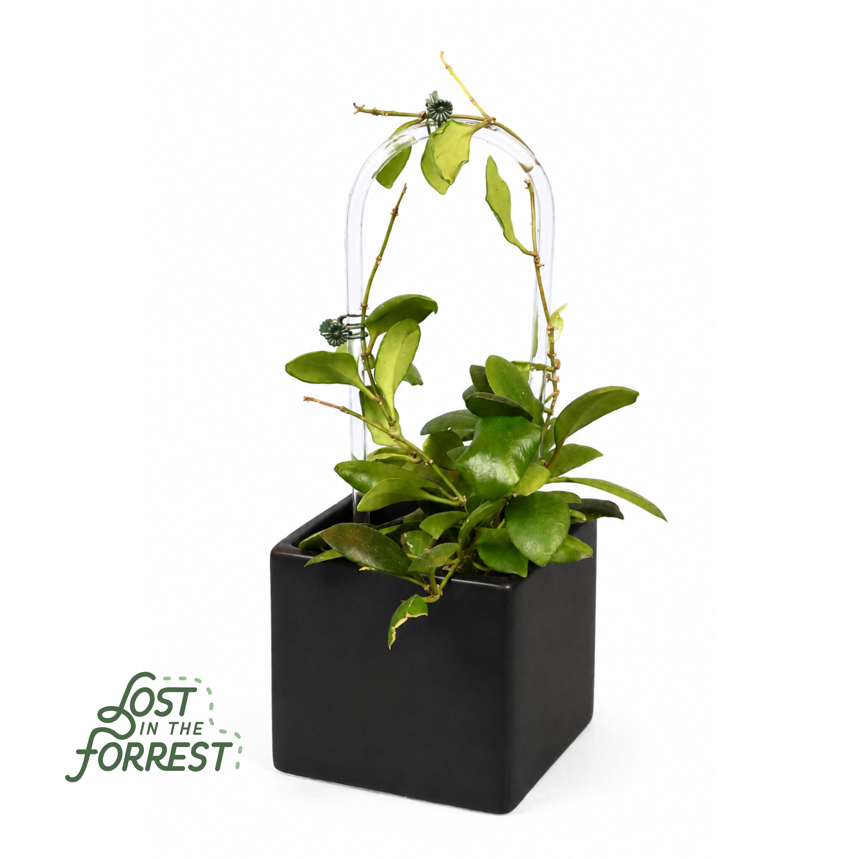 Glassvine Hoop