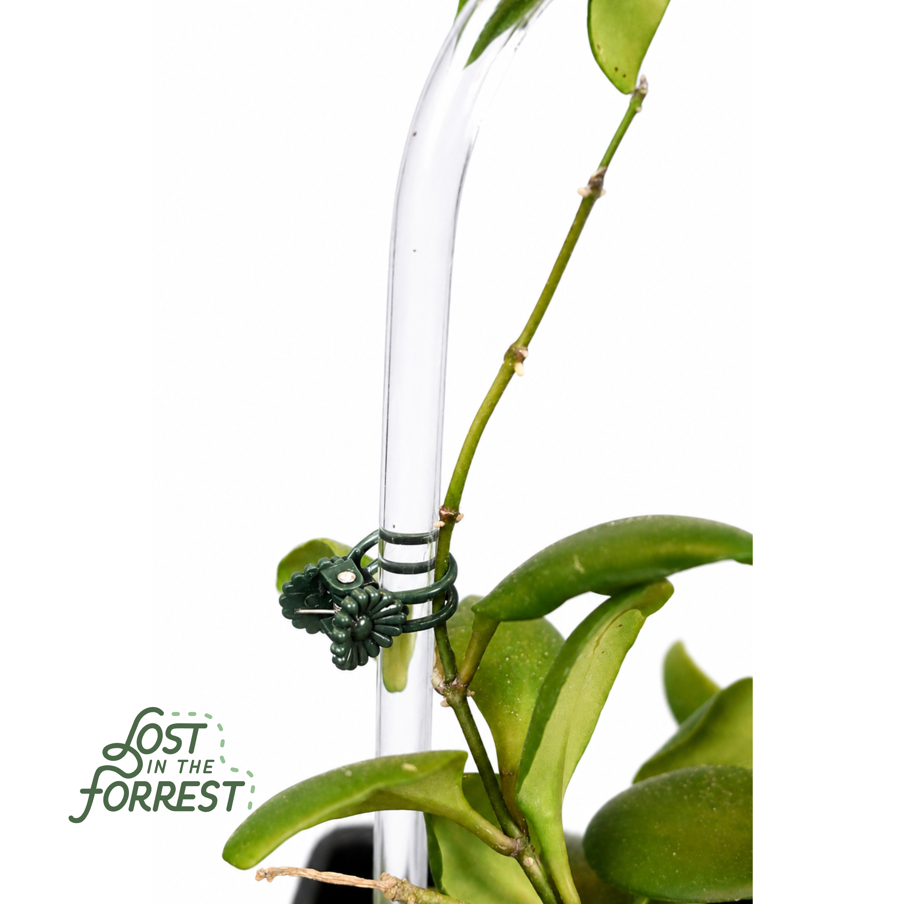 Glassvine Hoop