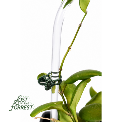Glassvine Hoop