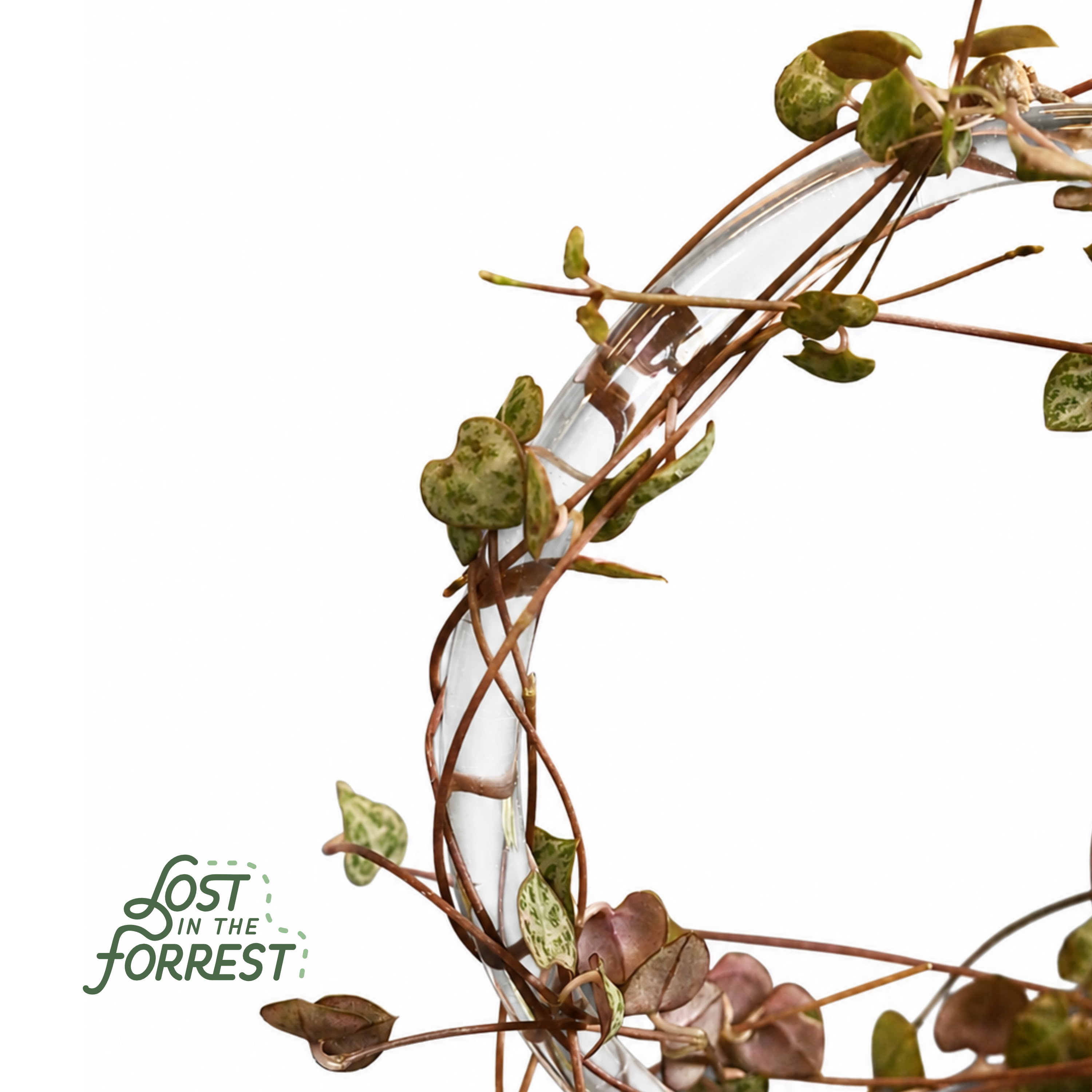 Glassvine Hoop