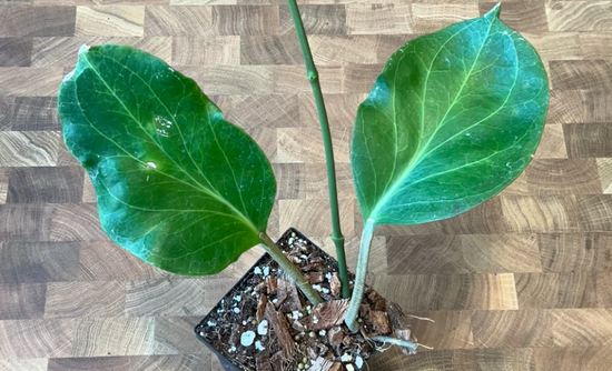Hoya Marginata