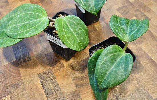 Hoya Sarawak