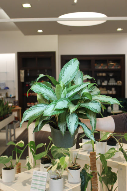 Aglaonema Leprechan