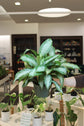 Aglaonema Leprechan