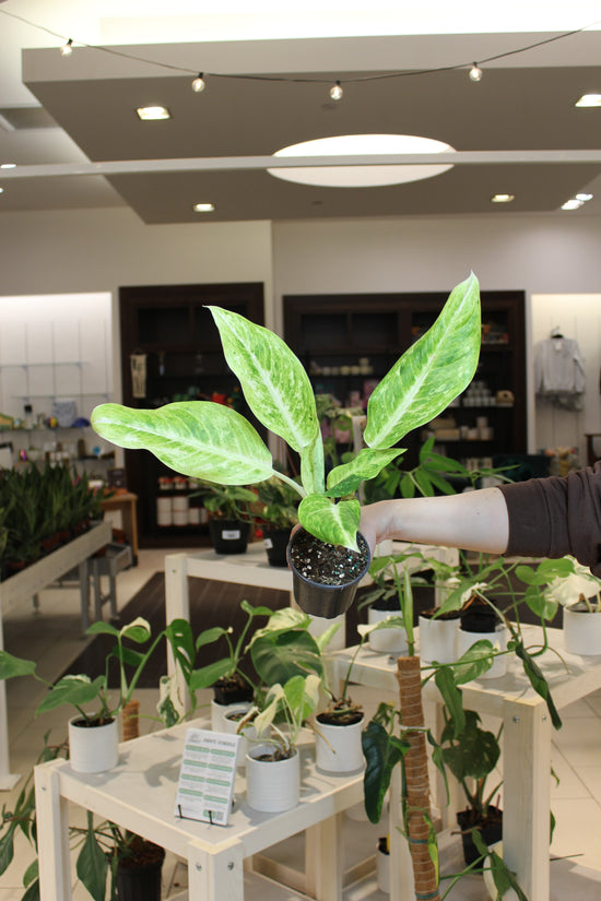 Aglaonema &
