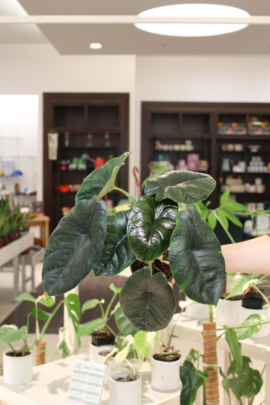 Alocasia Green Unicorn