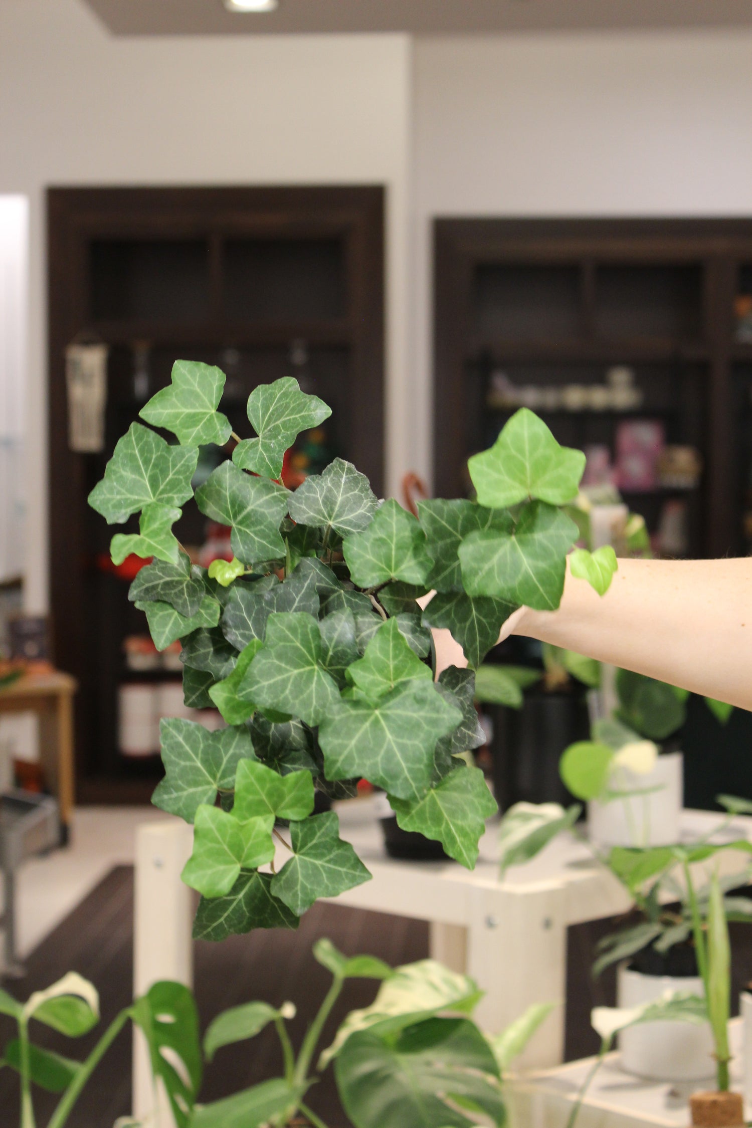 green ivy indoor plant Green Ivy