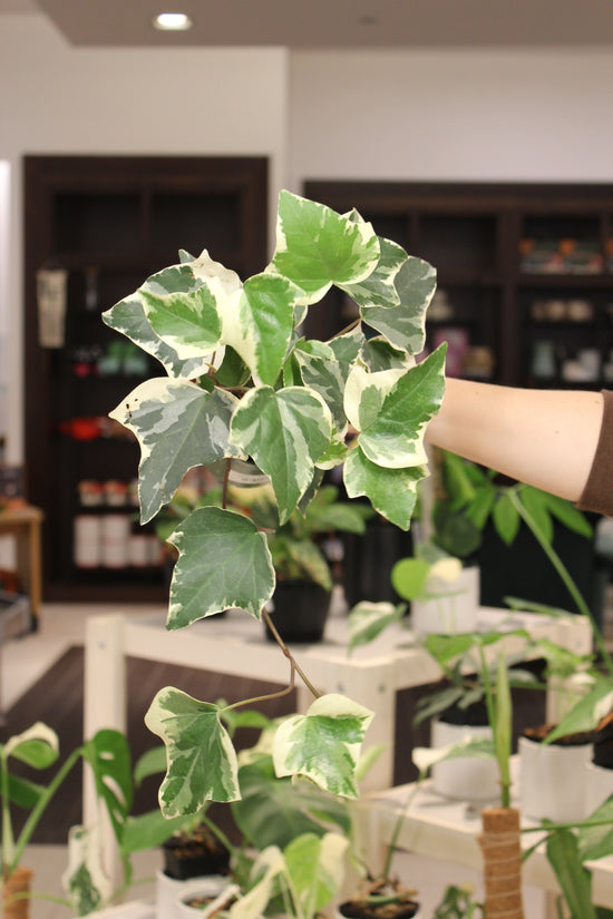Variegated Ivy