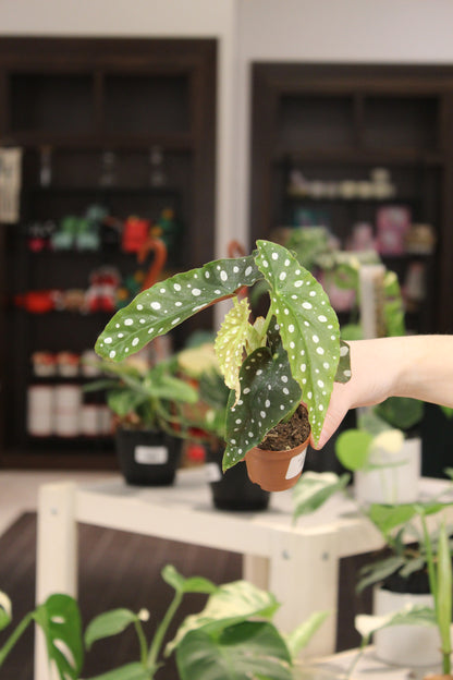 Begonia Maculata