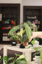 Begonia Maculata