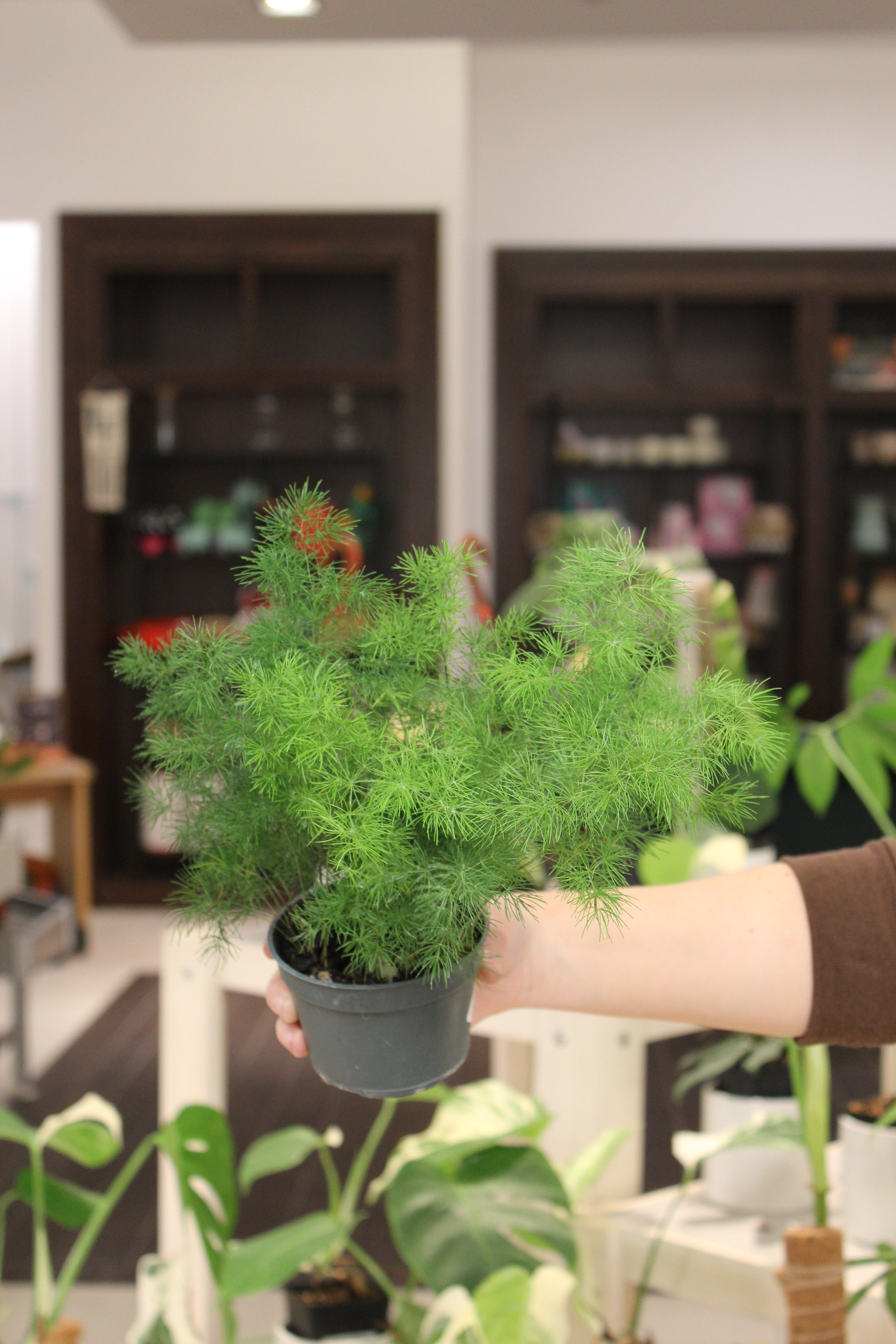 Ming Fern