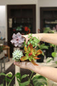 Assorted Succulents