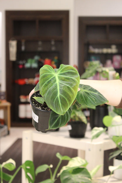 Philodendron El Choco Red