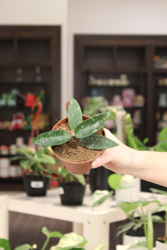 Hoya Phuwuaensis